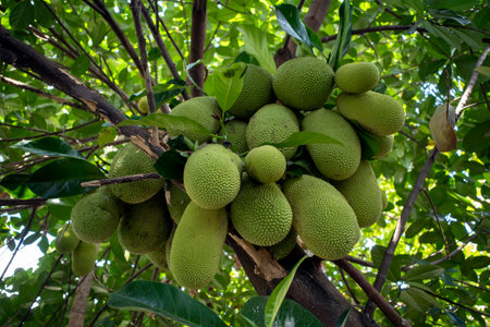Big and small jackfruits, Cempedak (Artocarpus integer on the trunk of the tree.の写真素材