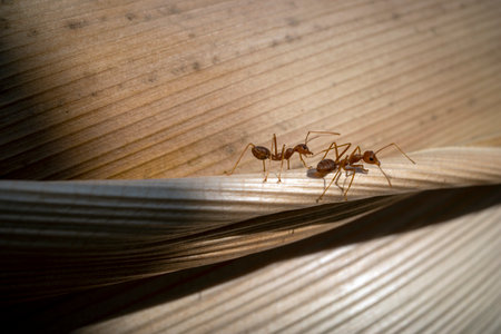 Close up of two red ants walking on the surface of palm bark.の写真素材