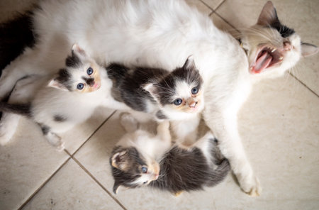 A mother cat nursing her little kittens, laying on the floor.の写真素材