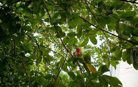 A ripe red guava fruit (Psidium guajava L) on tree eaten by birds selected focus.