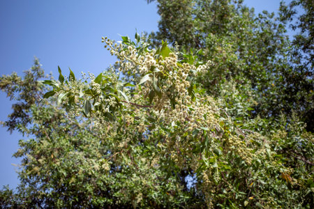 Conocarpus lancifolius, Lanceleaf Buttonwood, a highly drought-resistant species naturally...