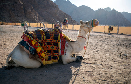 Camels and horses in the desert near the Medina District are rented out to visitors, during the Hajj season.の写真素材