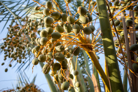 Dates Palm Tree (Phoenix dactylifera L) with raw fruits, in Saudi Arabia. Natural wallpaper.の写真素材