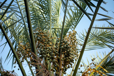 Green Dates Palm Tree (Phoenix dactylifera L) with blue sky background. Natural wallpaper.の写真素材