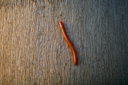Rusty Millipede or Trigoniulus corallinus crawling on the surface of a tree trunk.の写真素材