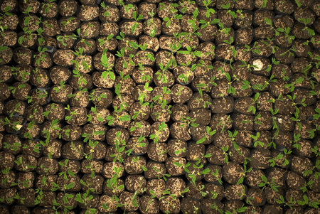 Trembesi (Samanea saman), the rain tree, Monkey pod tree seedlings neatly arranged in black...