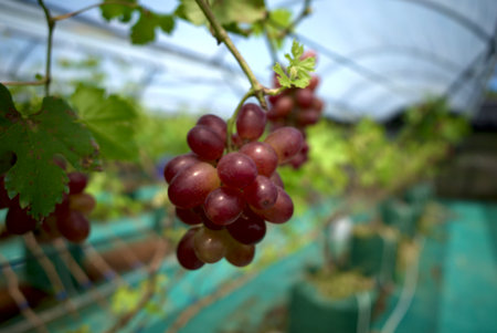 Close up of red grapes, Vitis vinifera, hanging on its tree branch. Hanging grapes.の写真素材