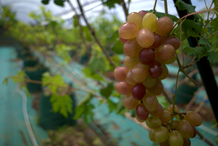 Close up of grapes, Vitis vinifera, hanging on its tree branch. Hanging grapes.の写真素材