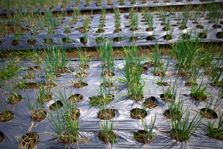 The lush green onion fields with beautiful landscape background.の写真素材