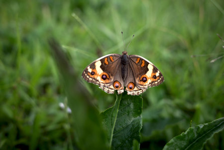 A small beautiful brown butterfly, Blue Pansy, Nymphalidae, Junonia Orithya, on green leaves, in...