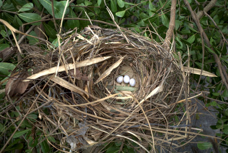 Three small white sparrow (Lonchura leucogastroides) eggs in a natural bird nest.