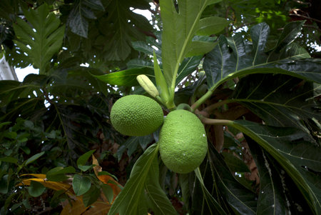 Sukun fruit, Breadfruits (Artocarpus altilis) and its green leaves on the treeの写真素材
