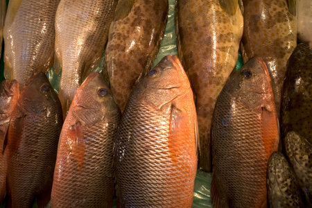 Kakap Merah, Mangrove Red Snapper (Lutjanus agennes), Northern Red Snapper fishes at traditional...