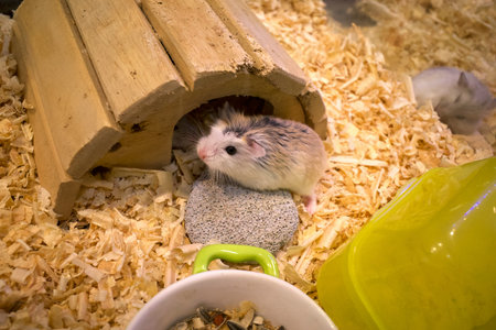 Adorable Roborovski Dwarf Hamsters, cute hamsters peeking out of their house.の写真素材