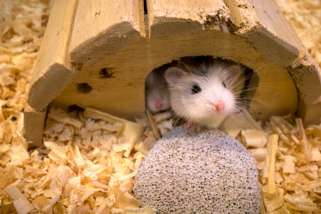 Adorable Roborovski Dwarf Hamsters, cute hamsters peeking out of their house.の写真素材