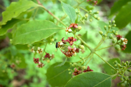 Indian sandalwood red flowers, Santalum album, one of the most expensive plants in the world, very...