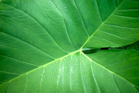 Water splash on the green Colocasia esculenta or taro leaf. Natural background.の写真素材