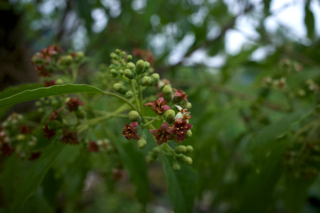 Indian sandalwood red flowers, Santalum album, one of the most expensive plants in the world, very famous for its fragrance.の写真素材