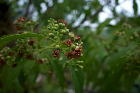Indian sandalwood red flowers, Santalum album, one of the most expensive plants in the world, very...