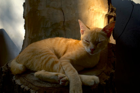 A cute brown local cat sleeping on the wood chair, shallow focus. Animal background and wallpaper.の写真素材