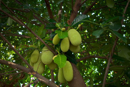 Small jackfruits, Cempedak or Chempedak, Artocarpus integer on the trunk of the tree.