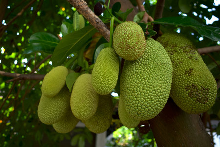 Small jackfruits, Cempedak or Chempedak, Artocarpus integer on the trunk of the tree.