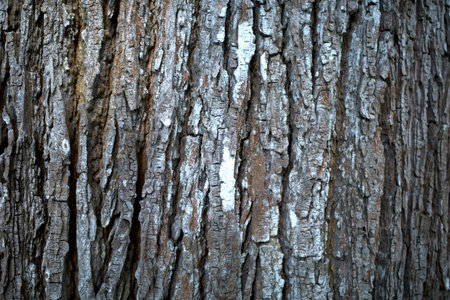 The surface of an old Mahogany (Swietenia mahagoni) tree bark for natural background.