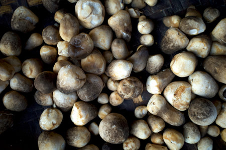 Fresh Jamur Merang, Volvariella volvacea, Straw Mushrooms for cooking. Food ingredients.