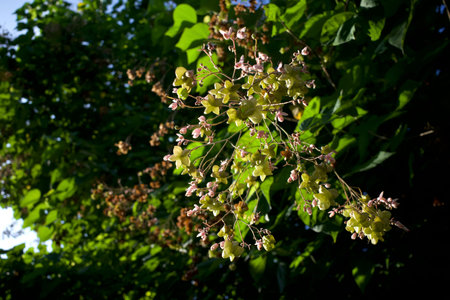 Tahongai, Kleinhovia hospita, known as Katimaha, Timoho (Java, Indonesia) pink flowers and seeds....
