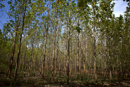 Young teak (Tectona grandis) forest plantation in Gunung Kidul, Yogyakarta, Indonesia.