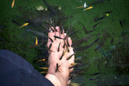 A fish spa pedicure Rufa Garra treatment, known as ichthyotherapy or doctor fish.の写真素材