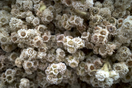 Javanese Edelweiss flower, Anaphalis javanica, eternal flower, a species of flowering plant native...