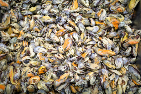 Kerang, Fresh clam meat, without shell in the supermarket, in Yogyakarta, Indonesia.