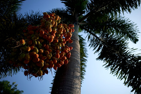 Red and brown Areca nut palm, Betel Nuts, Betel palm (Areca catechu) hanging on its tree.