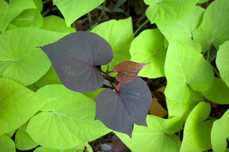 Sweet potato (Ipomoea batatas) leaves, called Ubi Jalar in Indonesia, a plant grown for its tuberous...