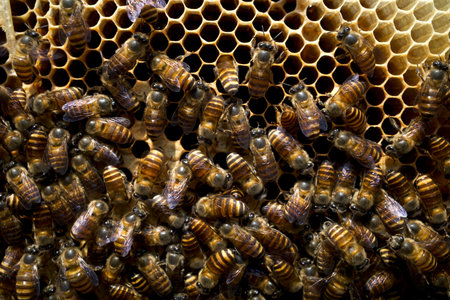 Close up of honeybees (Apis mellifera) on a honeycomb, honey bee nest, hives, from natural rain...