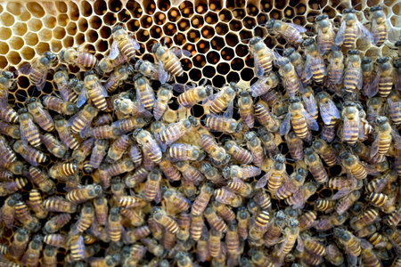 Close up of honeybees (Apis mellifera) on a honeycomb, honey bee nest, hives, from natural rain...