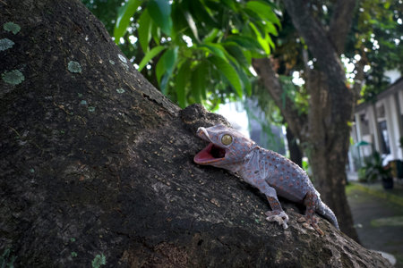 Close up of a Tokay gecko, Gekko gecko shedding skin process on a tree trunk.