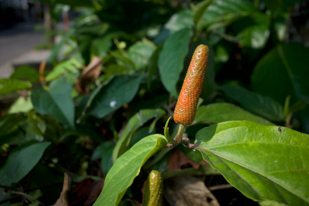 Close up of Javanese long pepper, Javanese chili fruit or Piper retrofractum in shallow focus.の写真素材