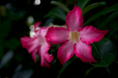 Close up of Adenium flower, also known as desert rose, with water splash.の写真素材