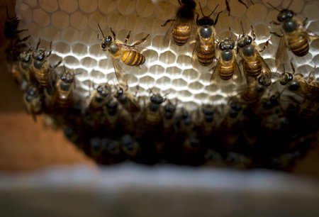 Close up of honeybees (Apis mellifera) on a honeycomb, honey bee nest, hives, from natural rain...