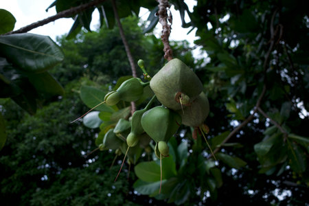 Keben, Barringtonia asiatica fruits, fish poison tree, sea poison tree, mangrove tree.