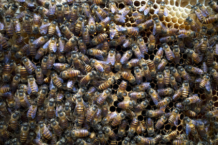 Close up of honeybees (Apis mellifera) on a honeycomb, honey bee nest, hives, from natural rain...