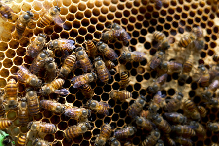 Close up of honeybees (Apis mellifera) on a honeycomb, honey bee nest, hives, from natural rain...