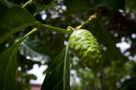 Mengkudu, raw Noni fruit (Morinda citrifolia).