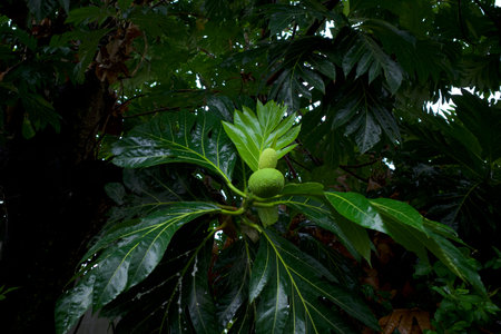 Sukun fruit, Breadfruits (Artocarpus altilis) and its green leaves on the tree.