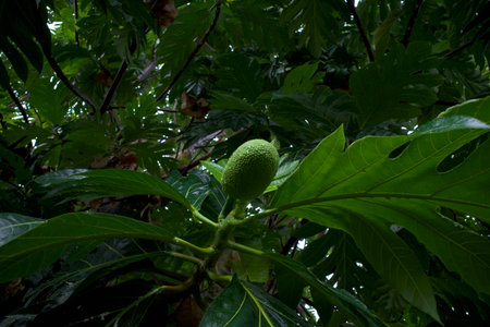 Sukun fruit, Breadfruits (Artocarpus altilis) and its green leaves on the tree.