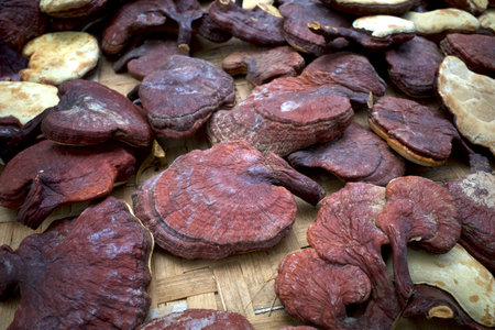 Dry Ganoderma lucidum, Lingzhi or Reishi mushroom for herb, alternative medicine.