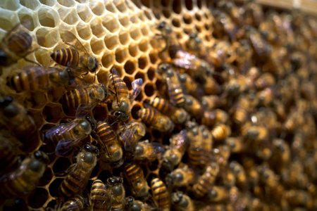 Close up of honeybees (Apis mellifera) on a honeycomb, honey bee nest, hives, from natural rain...