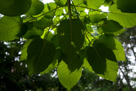 Kalpataru (Ficus religiosa), bodhi tree green leaves, selected focus. Natural background and...